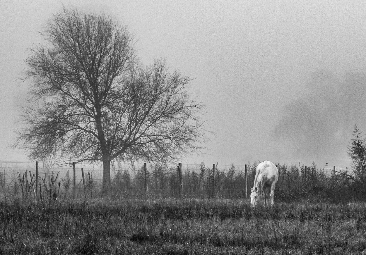 "El tordillo y el rbol" de Fernando Valdez Vazquez