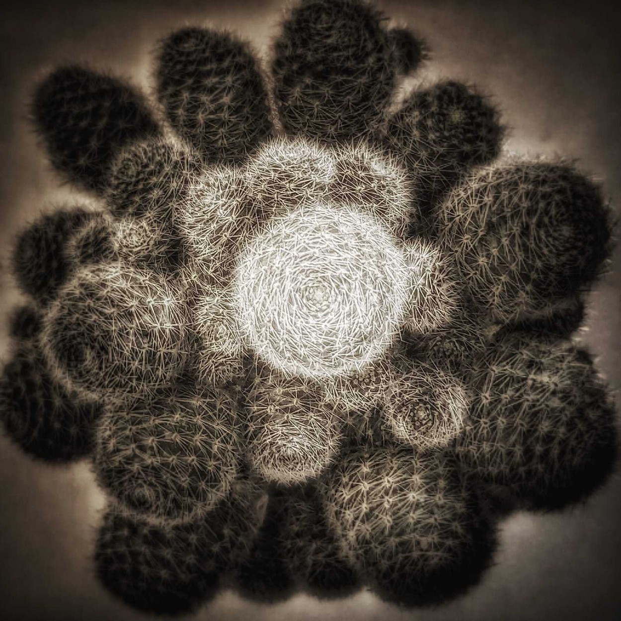 "Otro Cactus." de Luisa Har Almada