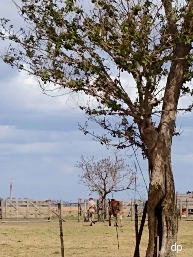 "Al campo" de Daniela Palma