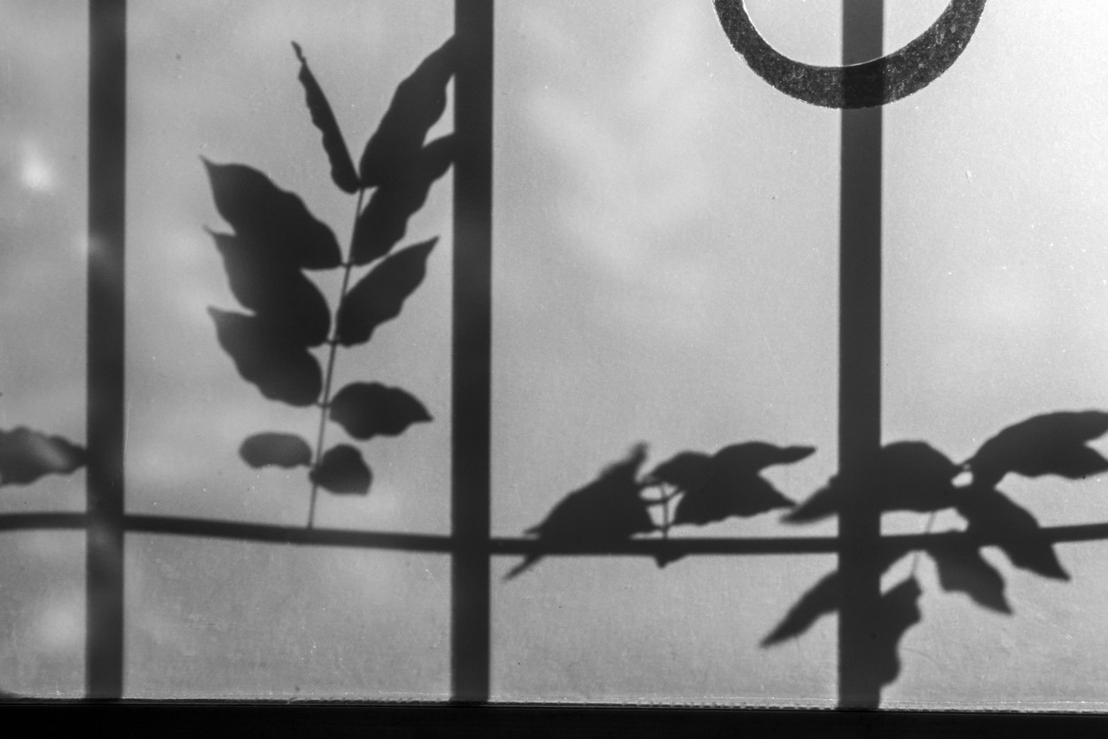 "Morning shadows..." de Beatriz Neto