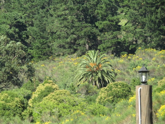 "La palmera" de Miguel Angel Palermo