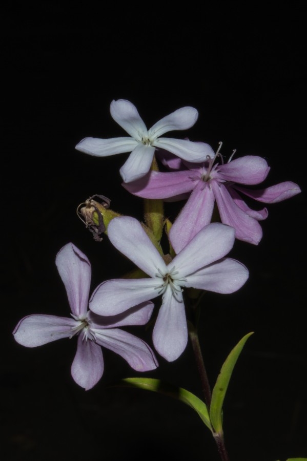 "unas flores" de Edgardo Lorenzo