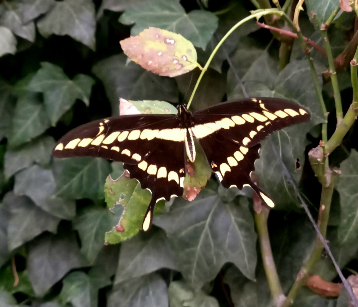 "Visita en mi jardin" de Patricia Sallete