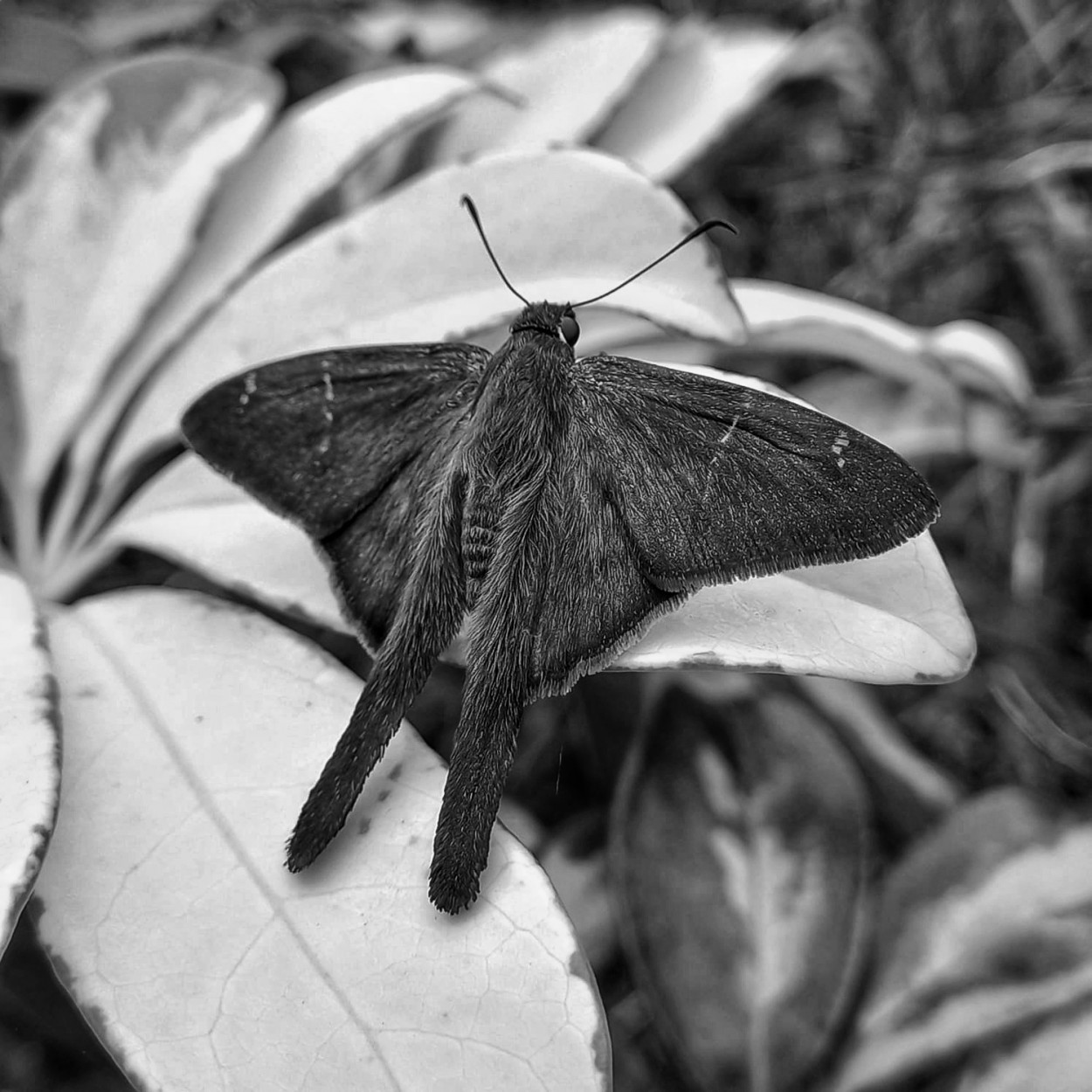 "Bella en blanco y negro" de Ana Piris