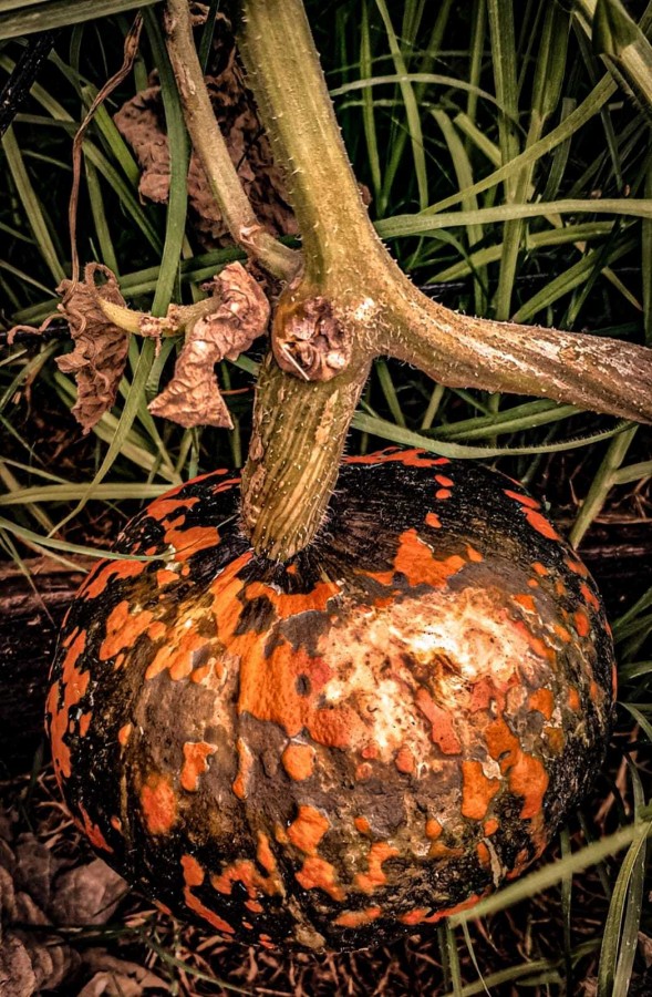 "Pumpkin." de Luisa Har Almada