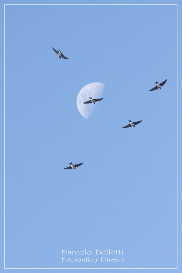 "`Fly me to the Moon`..." de Marcelo Belletti