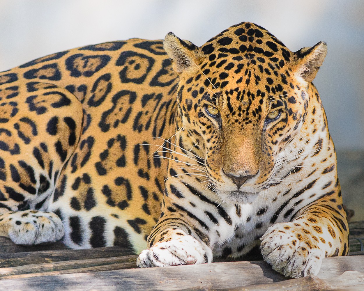 "Jaguar (Panthera onca)" de Edgar Mendez