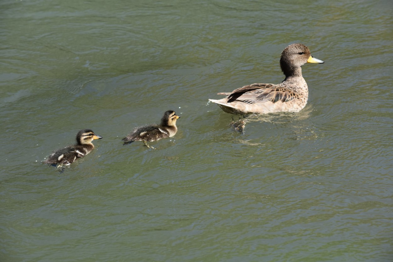 "Con los patitos en fila" de Lorena Irigoy