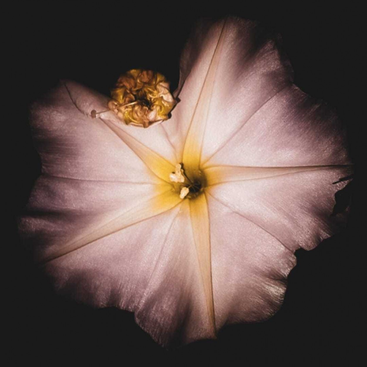 "Giant Moonflower." de Luisa Har Almada