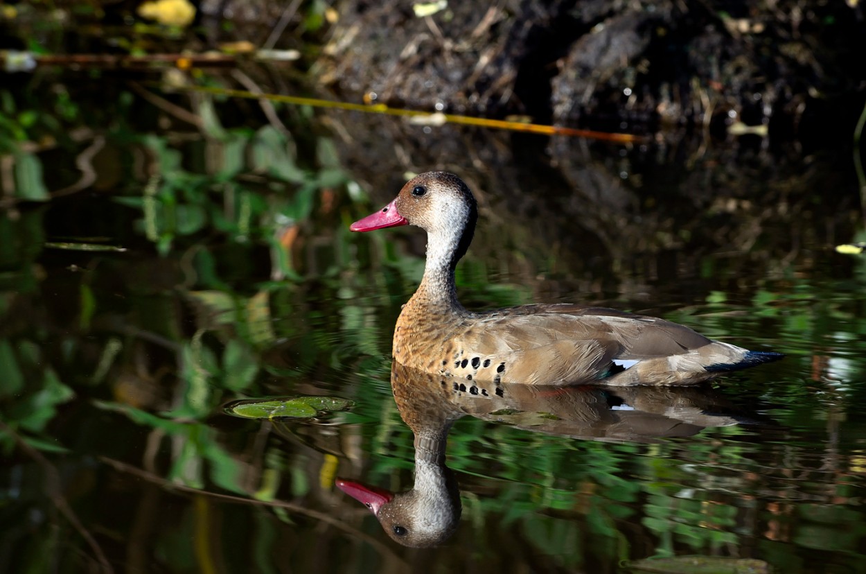 "Un pato" de Carlos Francisco Montalbetti