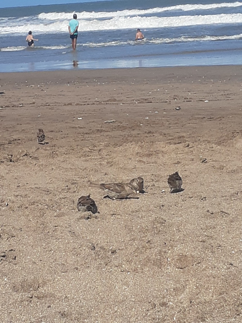 "Gorriones en la playa" de Daniela Palma