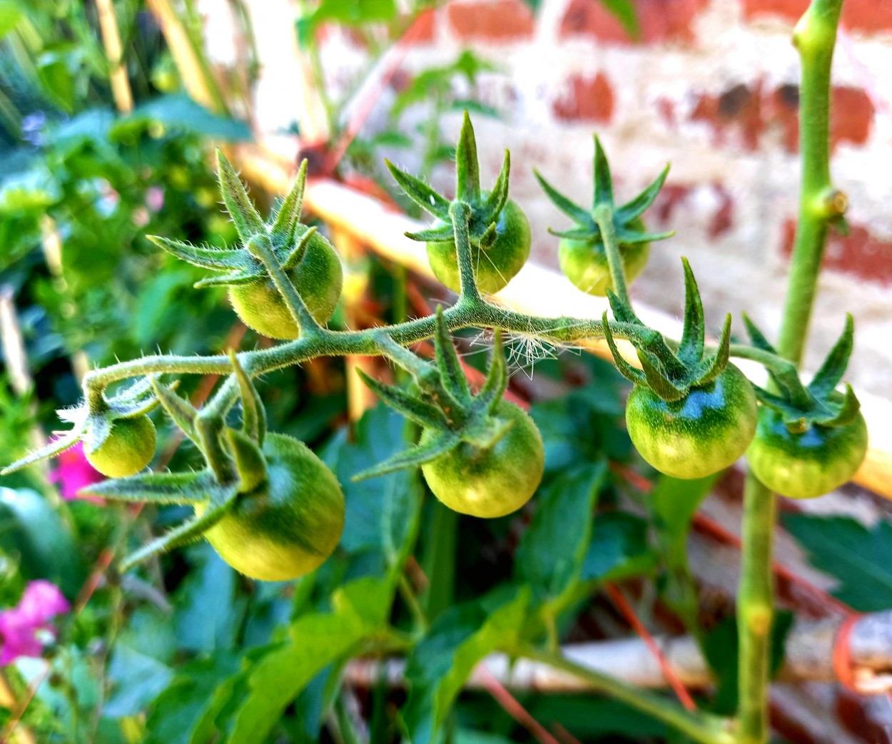 "Cherrys" de Patricia Sallete