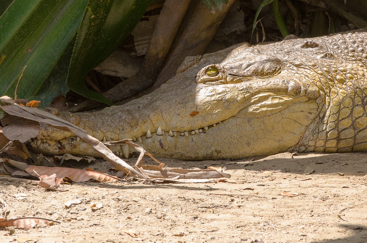 "COCODRILO DEL ORINOCO (Crocodylus intermedius)" de Edgar Mendez