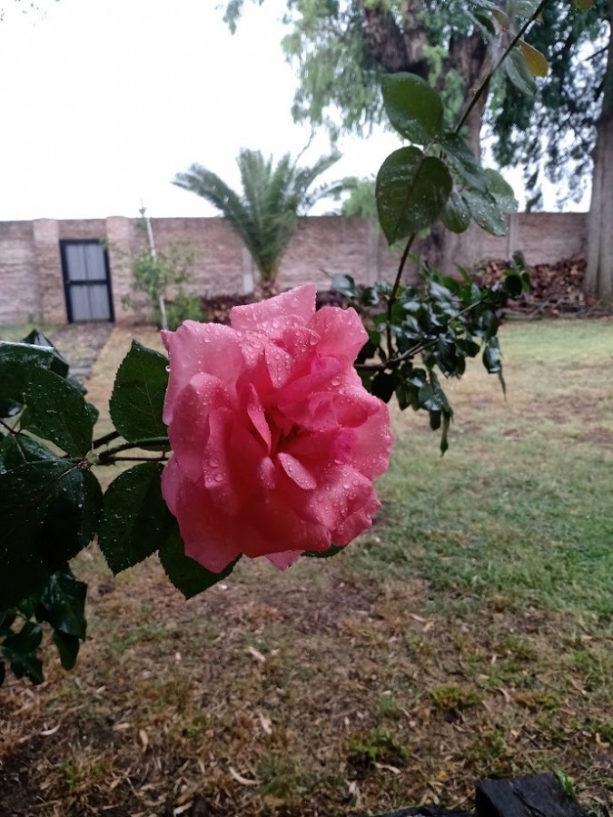 "solo una rosa" de Ida De Vincenzo