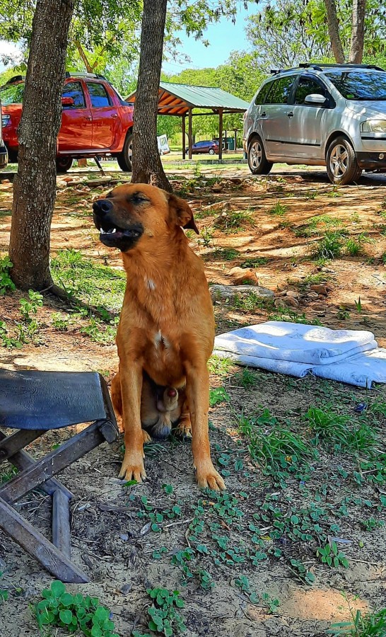 "El perro q siempre re" de Ana Piris