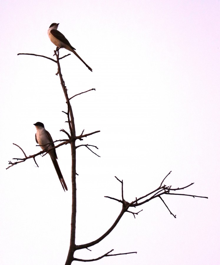 "Y yo me ire. Y se quedaran los pajaros cantando." de Daniela Maria Vallari