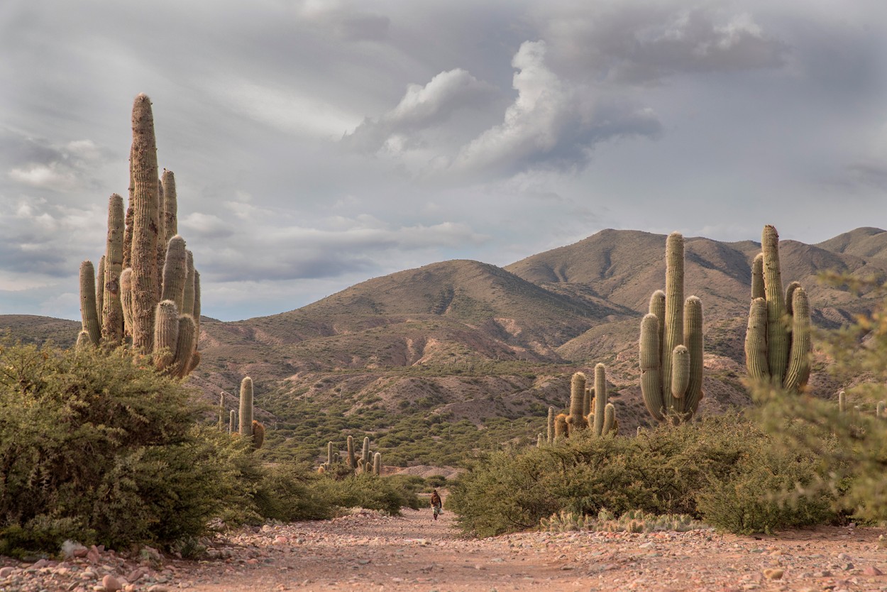 "Jujuy" de Diego Dadone