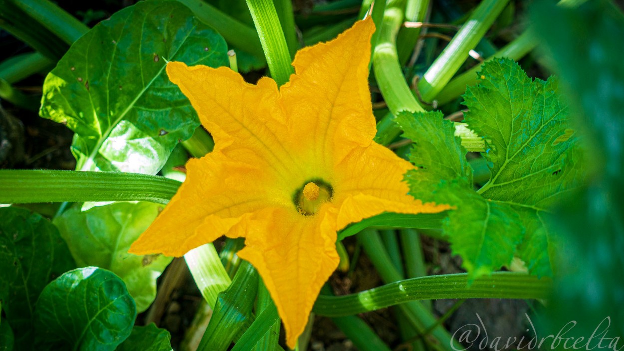 "Flor del calabacn" de David Roldn