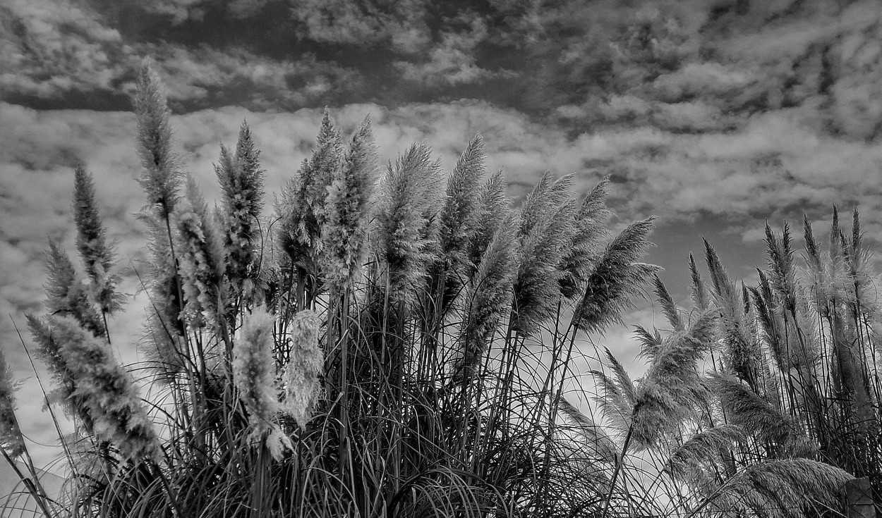 "Colas al viento" de Roberto Guillermo Hagemann