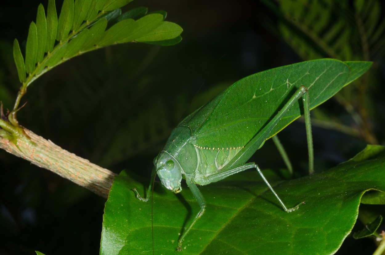 "INSECTO HOJA" de Edgar Mendez