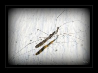 La extraa chinche mantis