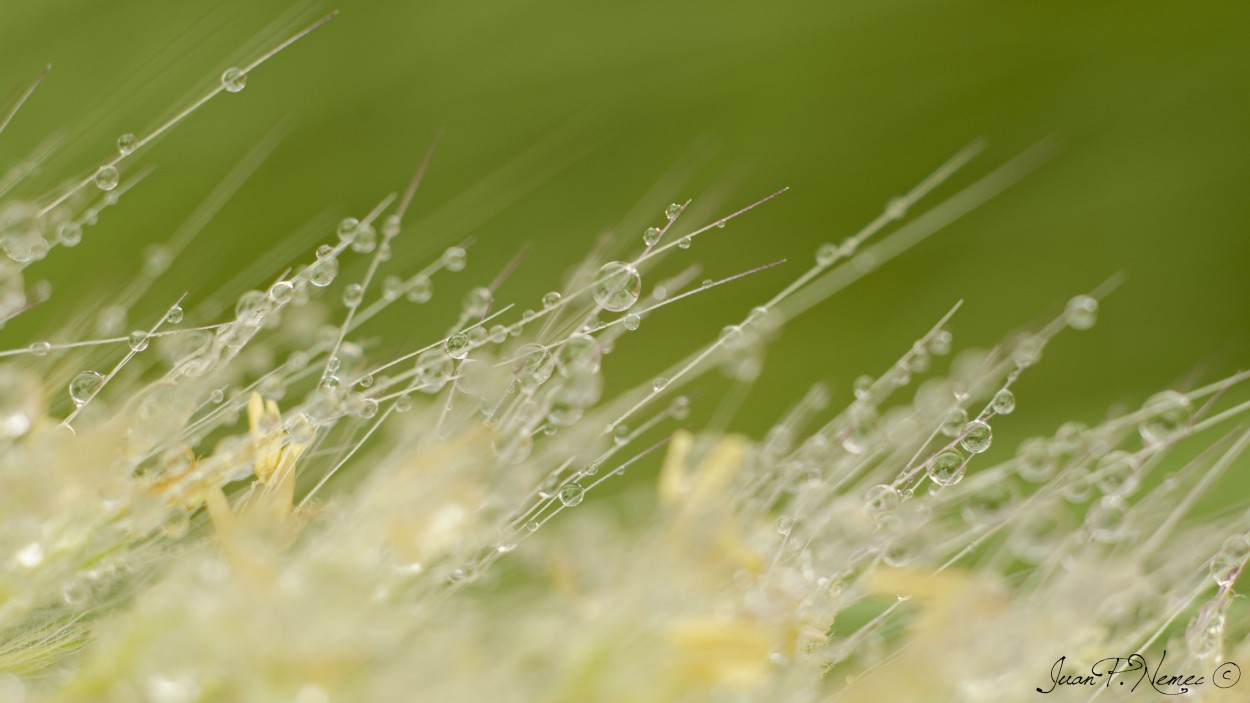 "Frescura matinal (en macro)" de Juan P. Nemec