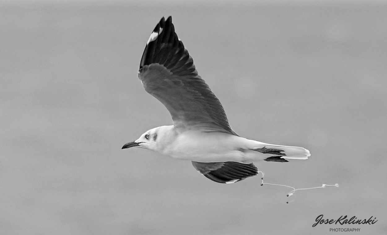 "Gaviota" de Jose Carlos Kalinski