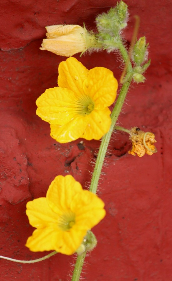 "Flor de color" de Ana Vaccari