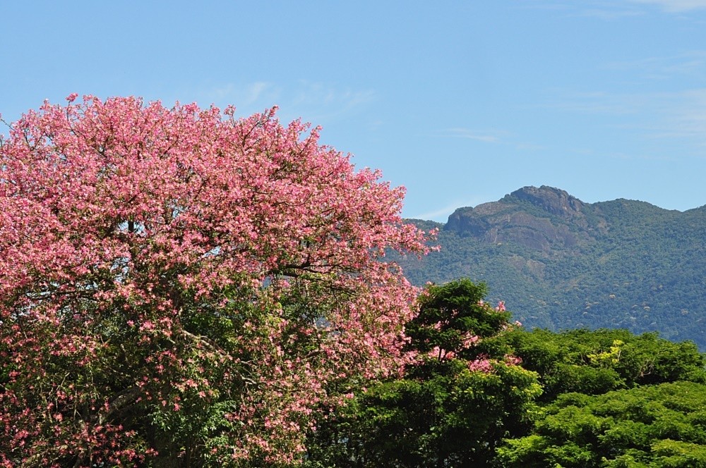 "Deus e a natureza no fazem nada inutilmente..ler" de Decio Badari