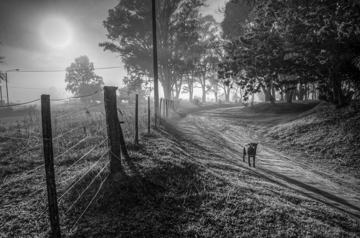 "Un perro a contraluz" de Fernando Valdez Vazquez