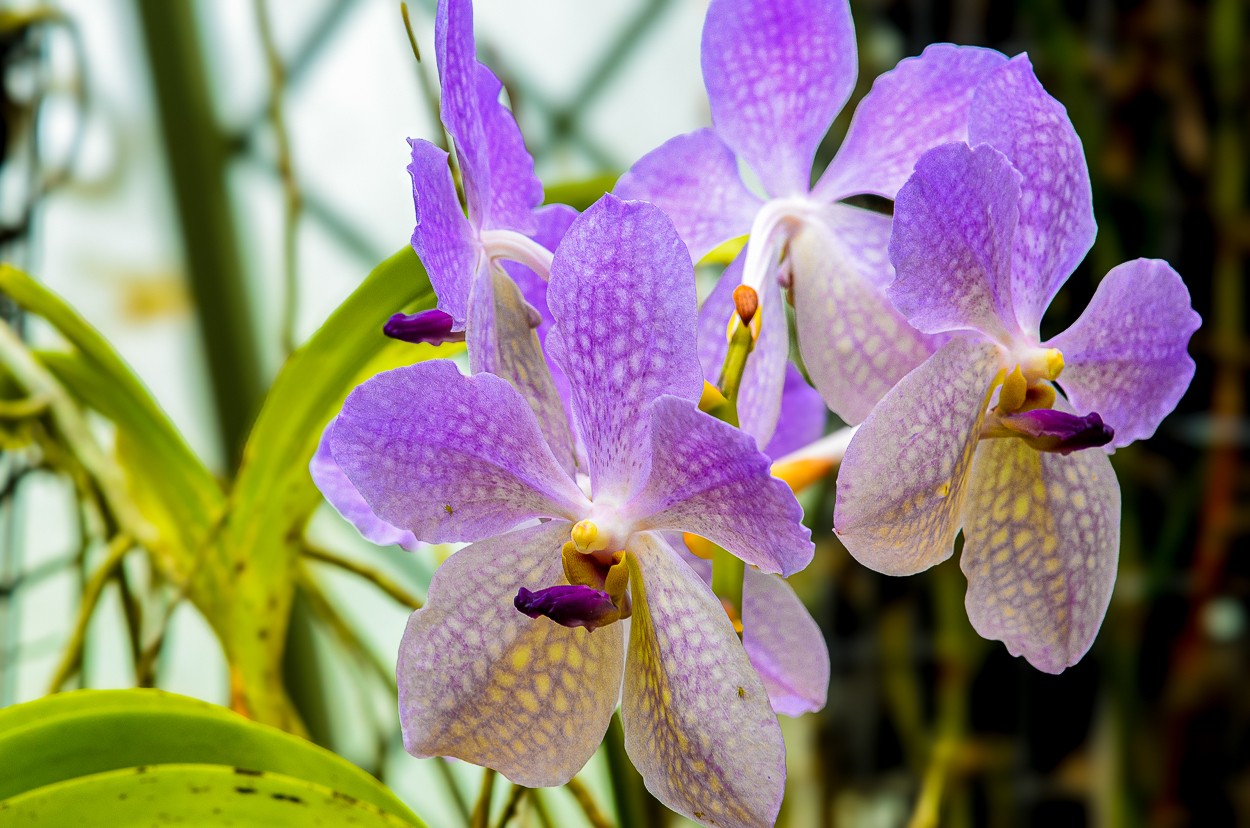 "ORQUIDEAS EN EL JARDIN" de Edgar Mendez