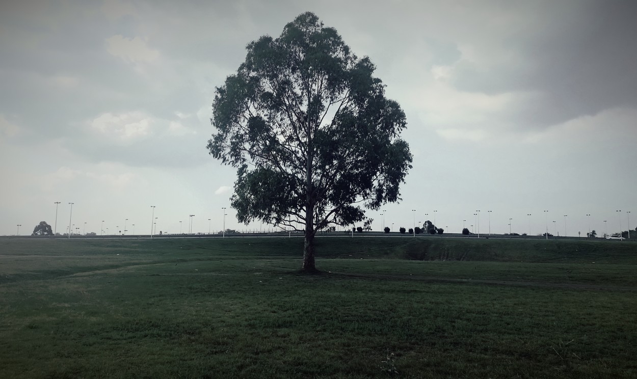 "Solitario" de Americo Rosa Pombinho