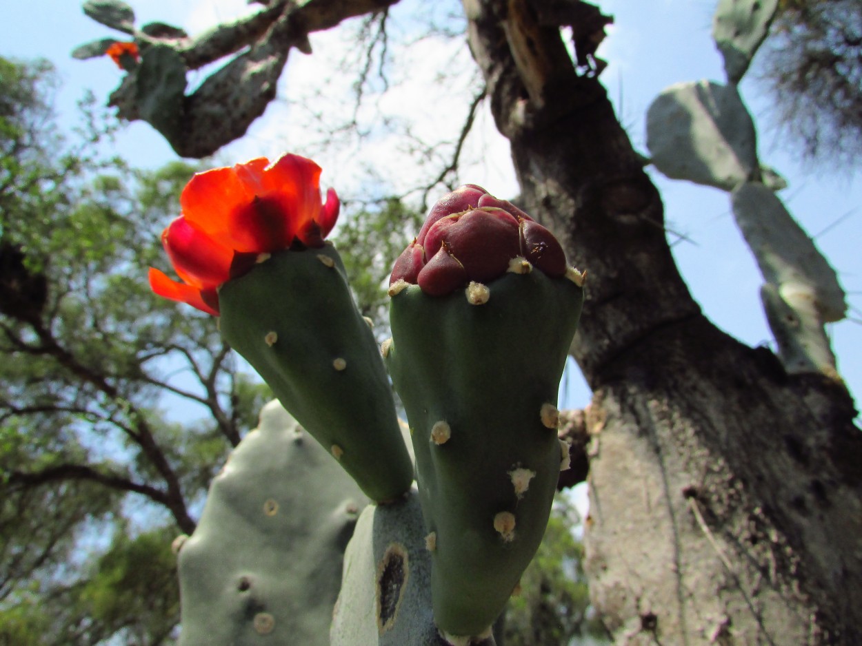 "Quimil en flor" de Juana Ins Ruiz Diaz