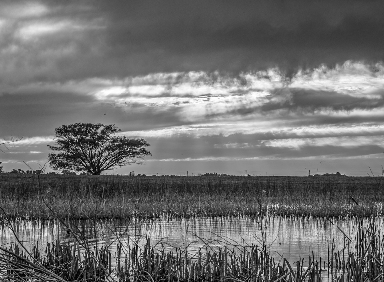 "Un rbol al atardecer" de Fernando Valdez Vazquez