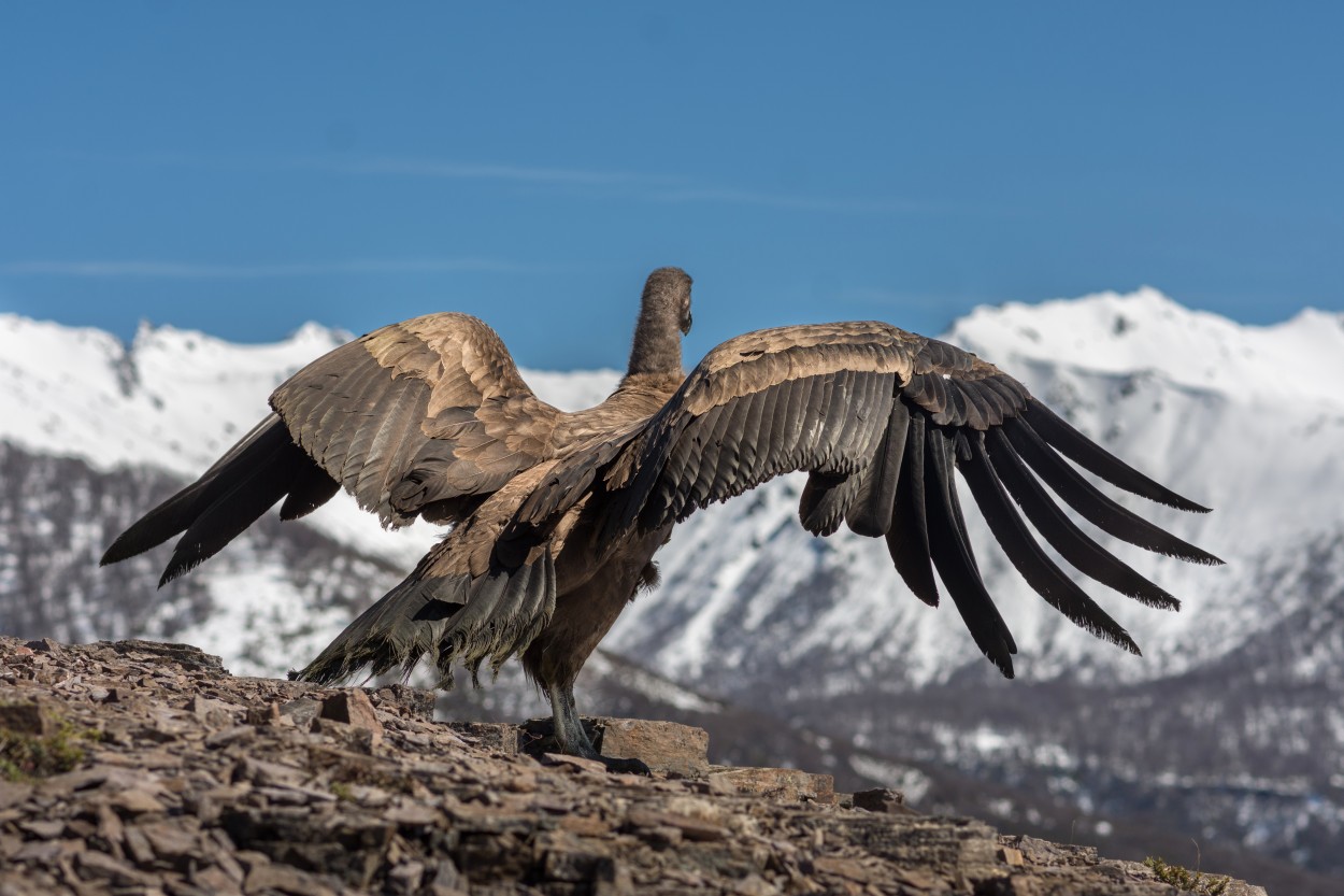 "Condor Traful Patagonia" de Fabio Cambronero
