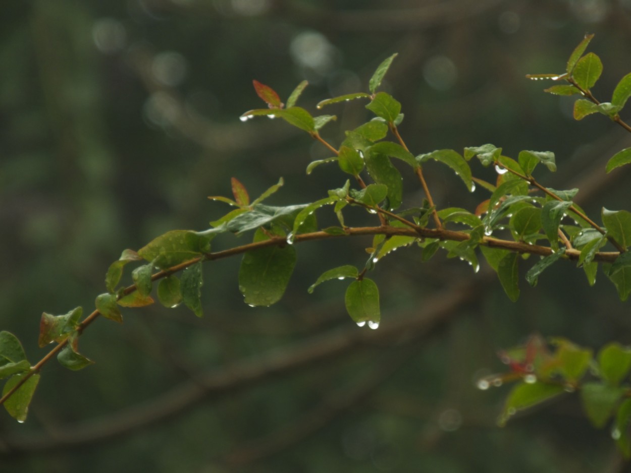 "Perlitas de lluvia en mi pitango" de Juan Fco. Fernndez