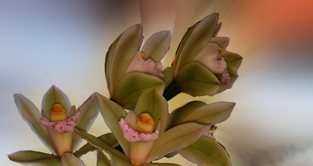 "orquidea" de Stella Maris Kippke