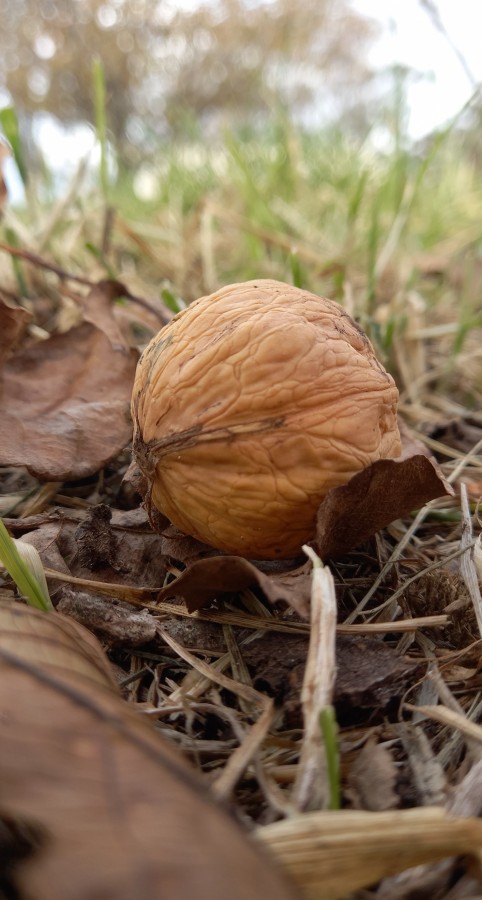 "Caida del Nogal" de Patricia Sallete