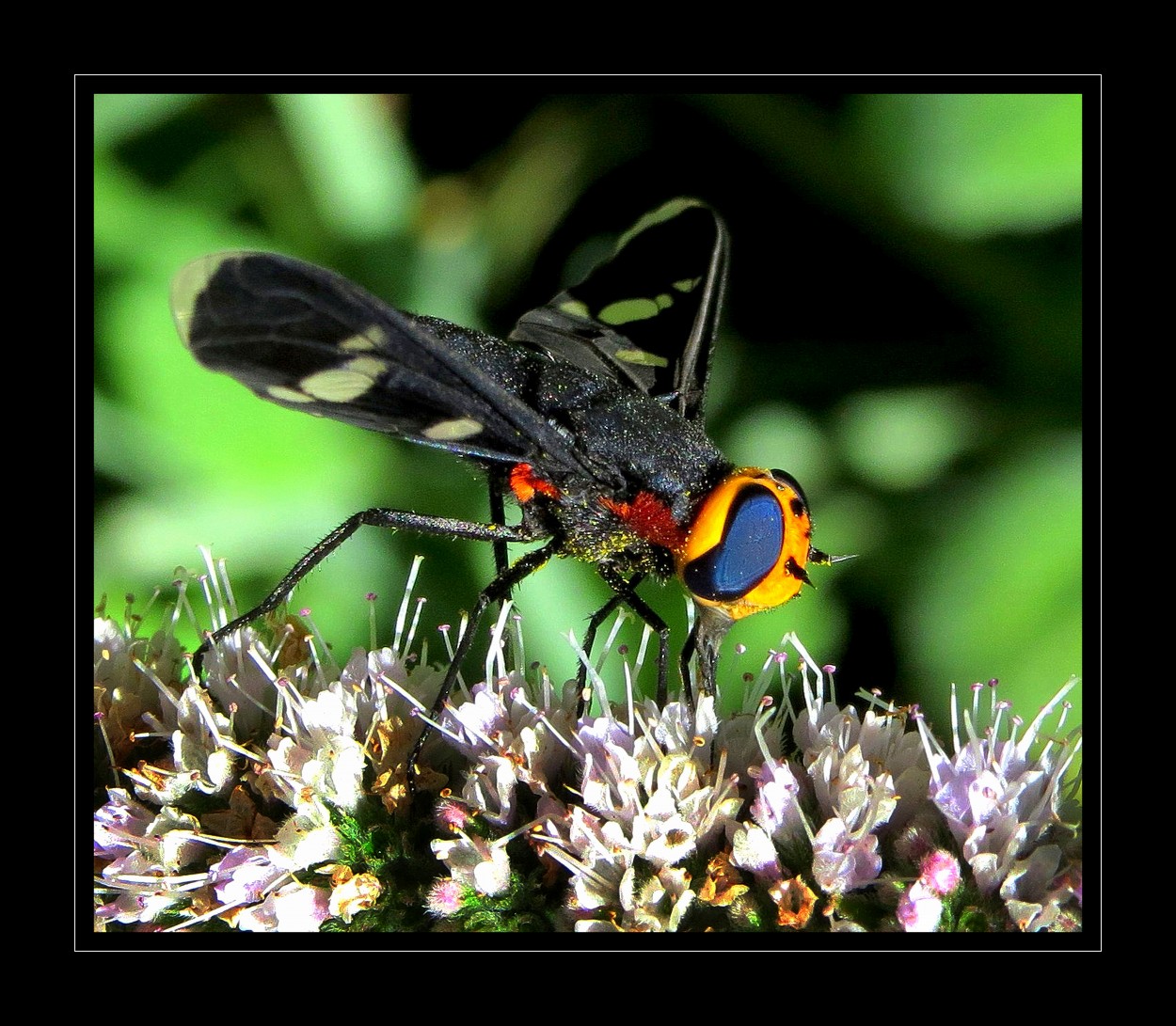 "Una mosca que parece de juguete" de Alejandro del Valle