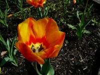 Tulipnes