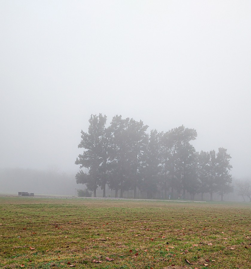 "Niebla en el campo" de Jorge Carlos Tarditi (carlos)