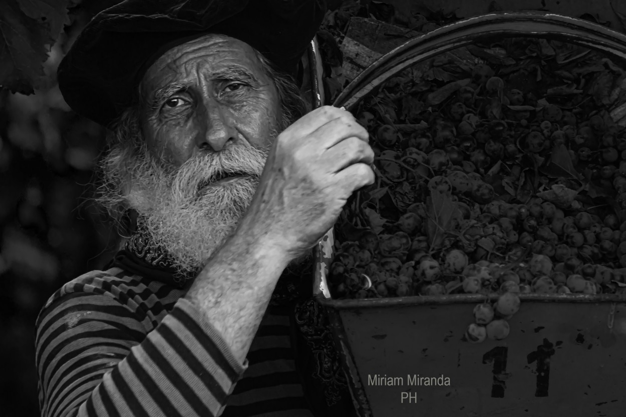 "Vendimia en Mendoza" de Miriam Ruth Miranda