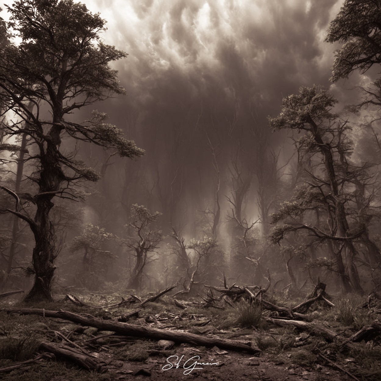 "Tempestad en el Bosque" de Silvia Garcia