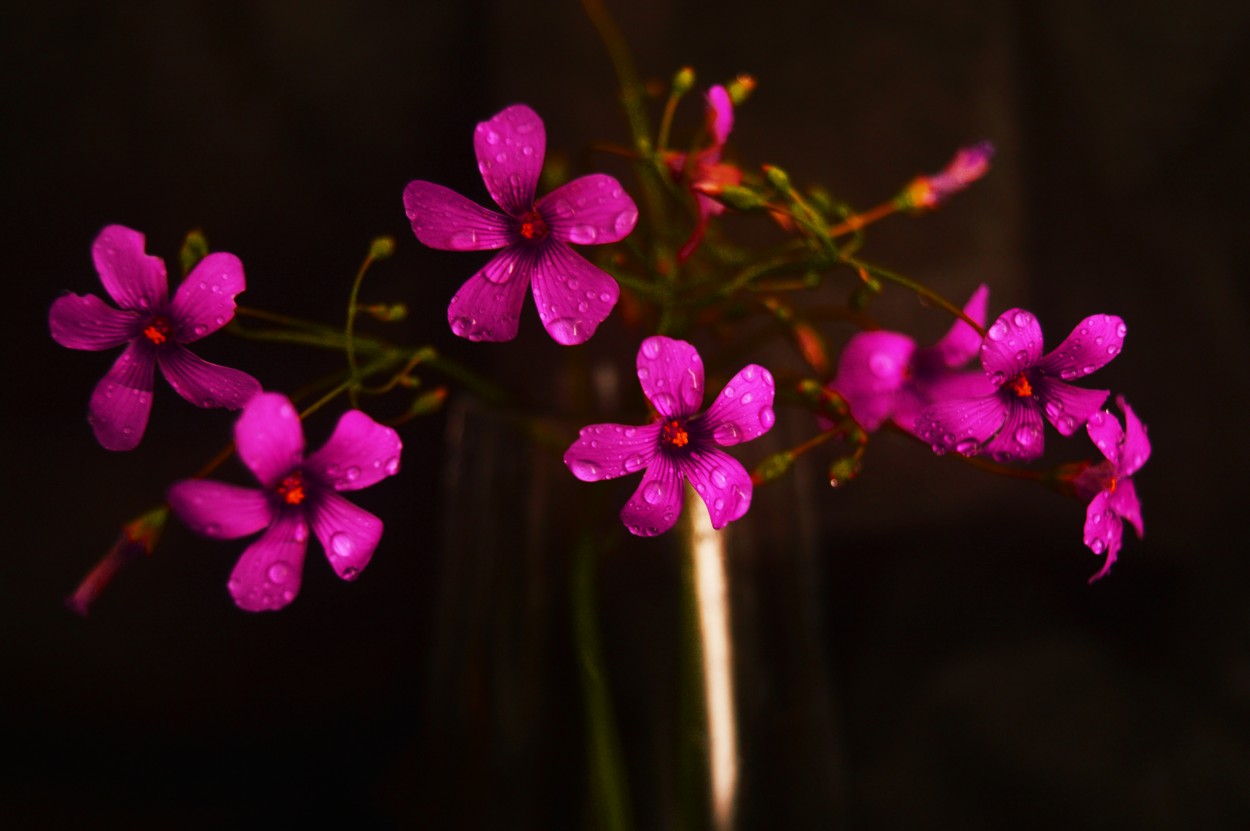 "Simple y bellas flores" de Elisabet Monica Saint Andre ( Moni )