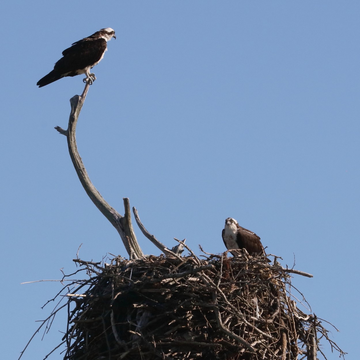 "Un nido de ospreys." de Francisco Luis Azpiroz Costa