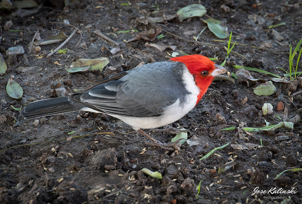 "Cardenal" de Jose Carlos Kalinski