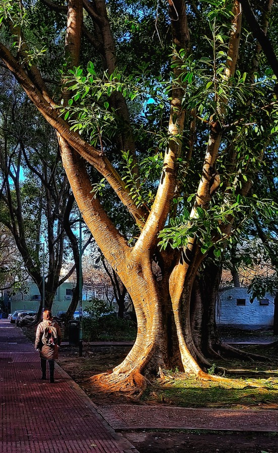 "Caminante en Catalinas Sur..." de Cristina Wnetrzak