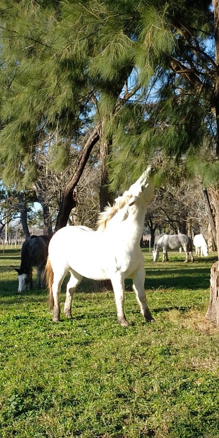 FotoRevista / Alan Balbuena / Caballo comiendo del arbol