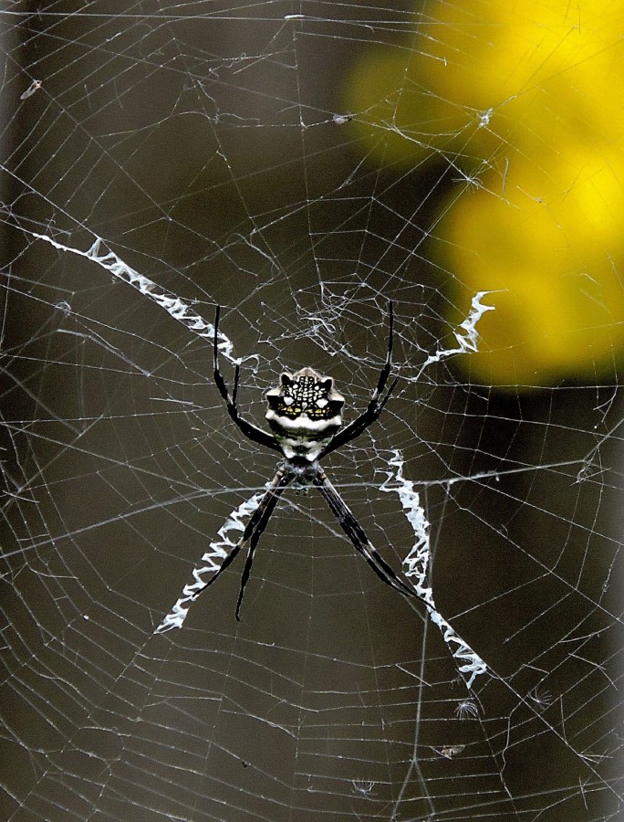 "Spiderman" de Silvia Olliari