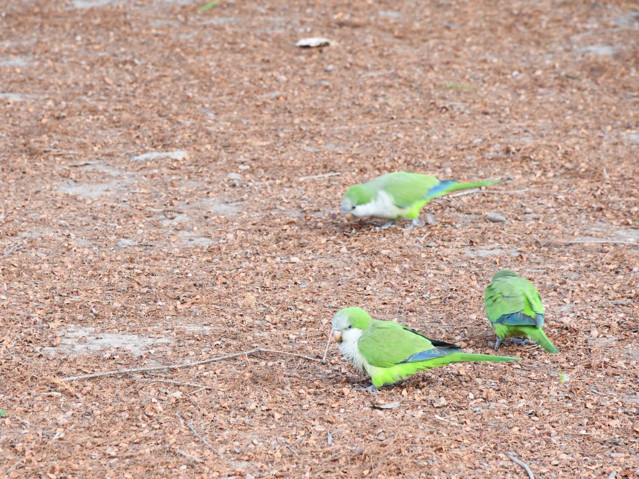 "Cotorras en el parque" de Jose Charles Mengeon